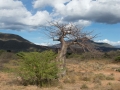 Baobab-10