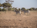 Amboseli-101