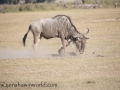 Amboseli-120