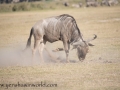 Amboseli-123