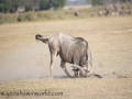 Amboseli-126