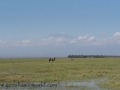 Amboseli-194