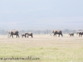 Amboseli 2-10