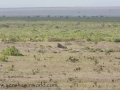 Amboseli 2-116