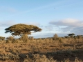 Amboseli 2-137