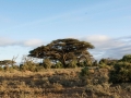 Amboseli 2-138