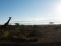 Amboseli 2-151