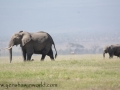 Amboseli 2-17