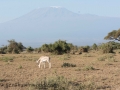 Amboseli 2-187