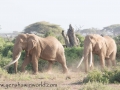 Amboseli 2-189