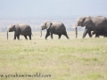 Amboseli 2-19