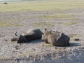 Amboseli 2-195