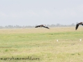 Amboseli 2-202