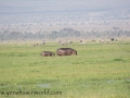 Amboseli 2-204