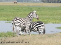 Amboseli 2-209