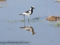 Amboseli 2-217