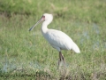 Amboseli 2-226