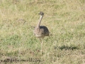 Amboseli 2-241