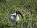 Amboseli 2-242