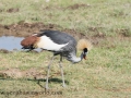 Amboseli 2-247