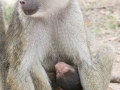 Amboseli 2-25