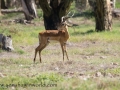 Amboseli 2-253