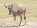 Amboseli 2-28