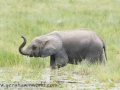 Amboseli 2-29