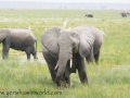 Amboseli 2-30