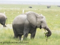 Amboseli 2-32