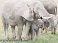 Amboseli 2-34