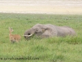 Amboseli 2-43