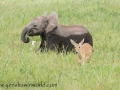 Amboseli 2-45