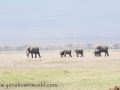 Amboseli 2-5