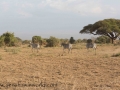 Amboseli 2-57