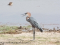 Amboseli 2-89