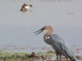 Amboseli 2-91