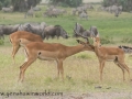 Amboseli 2-99