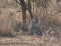 Amboseli 2