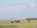 Amboseli-203