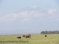 Amboseli-204