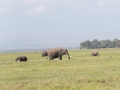 Amboseli-207