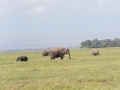 Amboseli-210