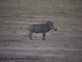 Amboseli-22