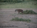 Amboseli-25