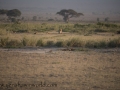 Amboseli-344