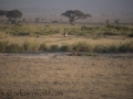 Amboseli-346