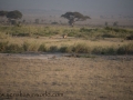 Amboseli-354