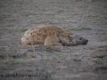 Amboseli-36