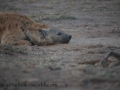 Amboseli-37